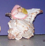 angelshell6baby.jpg
