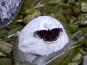butter_fly.jpg