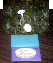 moon-flower-seeds-and-pic.jpg
