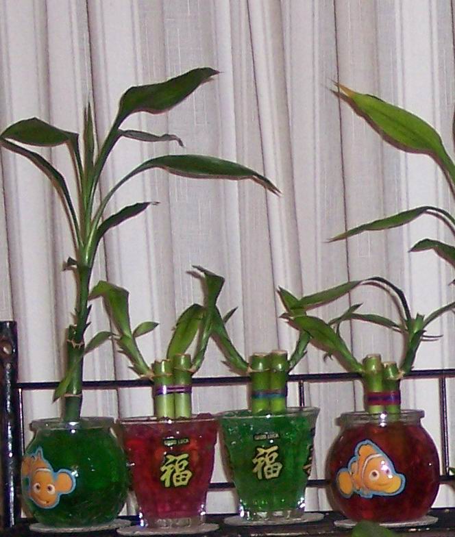 plants-in-window-display.jpg