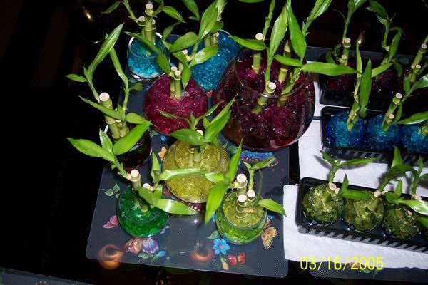 plants.jpg